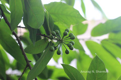 Polyalthia cerasoides